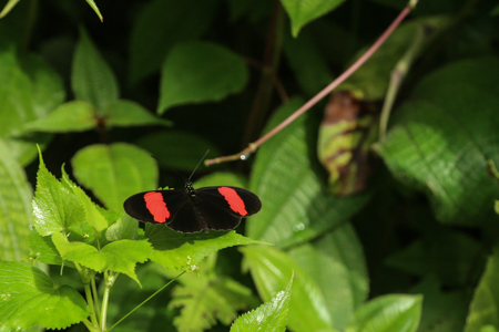 A Postman Butterfly